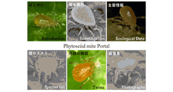 Desktop Screenshot of phytoseiidae.acarology-japan.org