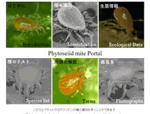 Tablet Screenshot of phytoseiidae.acarology-japan.org
